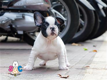 Bán Chó French Bull Dog Thuần Chủng Số 11 - HCM - Toàn Quốc