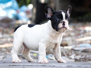Bán Chó French Bull Dog Thuần Chủng Số 12 - HCM - Toàn Quốc