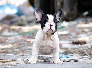 Bán Chó French Bull Dog Thuần Chủng Số 13 - HCM - Toàn Quốc