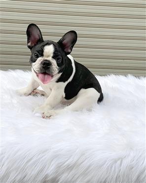 Bán Chó French Bull Dog Thuần Chủng Số 14 - HCM - Toàn Quốc