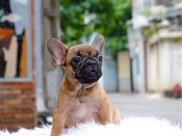 Bán Chó French Bull Dog Thuần Chủng Số 15 - HCM - Toàn Quốc