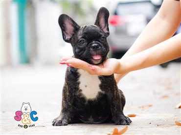 Bán Chó French Bull Dog Thuần Chủng Số 2 - HCM - Toàn Quốc