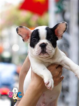 Bán Chó French Bull Dog Thuần Chủng Số 3 - HCM - Toàn Quốc