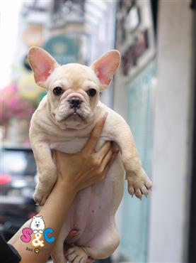 Bán Chó French Bull Dog Thuần Chủng Số 4 - HCM - Toàn Quốc