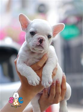 Bán Chó French Bull Dog Thuần Chủng Số 5 - HCM - Toàn Quốc