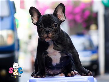 Bán Chó French Bull Dog Thuần Chủng Số 6 - HCM - Toàn Quốc