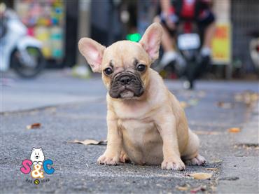 Bán Chó French Bull Dog Thuần Chủng Số 7 - HCM - Toàn Quốc