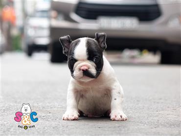 Bán Chó French Bull Dog Thuần Chủng Số 8 - HCM - Toàn Quốc