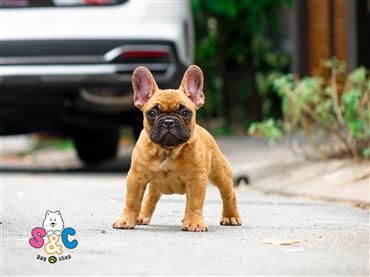 Bán Chó French Bull Dog Thuần Chủng Số 9 - HCM - Toàn Quốc