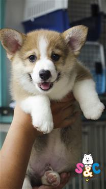 Bán Chó Pembroke Corgi thuần Chủng Số 11 - HCM - Toàn Quốc