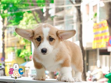 Bán Chó Pembroke Corgi thuần Chủng Số 13 - HCM - Toàn Quốc