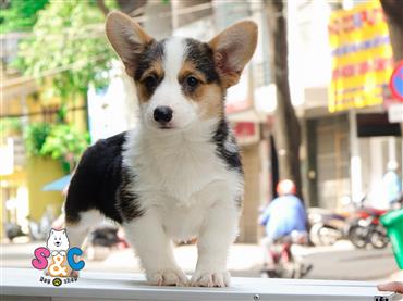 Bán Chó Pembroke Corgi thuần Chủng Số 14 - HCM - Toàn Quốc