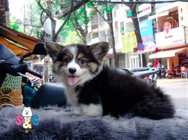 Bán Chó Pembroke Corgi thuần Chủng Số 15 - HCM - Toàn Quốc