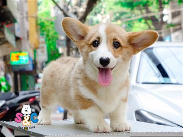 Bán Chó Pembroke Corgi thuần Chủng Số 15 - HCM - Toàn Quốc