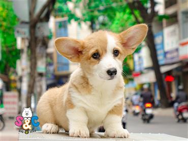 Bán Chó Pembroke Corgi thuần Chủng Số 16 - HCM - Toàn Quốc