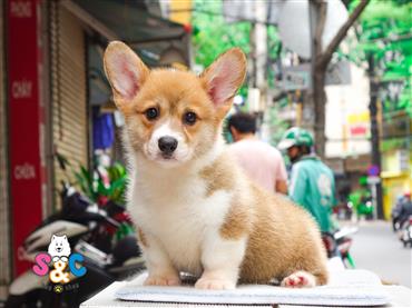 Bán Chó Pembroke Corgi thuần Chủng Số 17 - HCM - Toàn Quốc