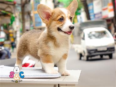 Bán Chó Pembroke Corgi thuần Chủng Số 18 - HCM - Toàn Quốc