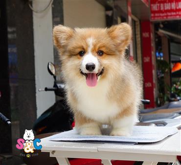 Bán Chó Pembroke Corgi thuần Chủng Số 19 - HCM - Toàn Quốc