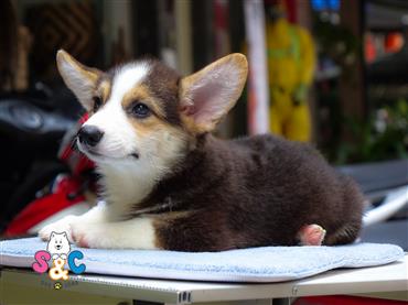 Bán Chó Pembroke Corgi thuần Chủng Số 20 - HCM - Toàn Quốc