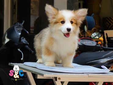 Bán Chó Pembroke Corgi thuần Chủng Số 21 - HCM - Toàn Quốc