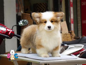 Bán Chó Pembroke Corgi thuần Chủng Số 22 - HCM - Toàn Quốc