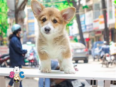 Bán Chó Pembroke Corgi thuần Chủng Số 23 - HCM - Toàn Quốc