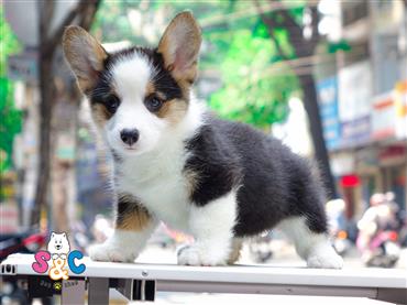 Bán Chó Pembroke Corgi thuần Chủng Số 24 - HCM - Toàn Quốc