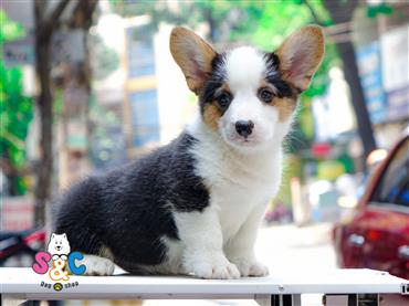 Bán Chó Pembroke Corgi thuần Chủng Số 25 - HCM - Toàn Quốc