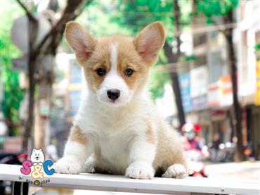 Bán Chó Pembroke Corgi thuần Chủng Số 26 - HCM - Toàn Quốc
