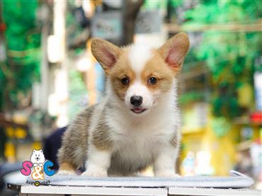 Bán Chó Pembroke Corgi thuần Chủng Số 27 - HCM - Toàn Quốc