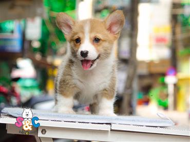Bán Chó Pembroke Corgi thuần Chủng Số 28 - HCM - Toàn Quốc