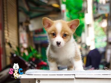 Bán Chó Pembroke Corgi thuần Chủng Số 29 - HCM - Toàn Quốc
