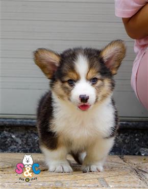 Bán Chó Pembroke Corgi thuần Chủng Số 3 - HCM - Toàn Quốc