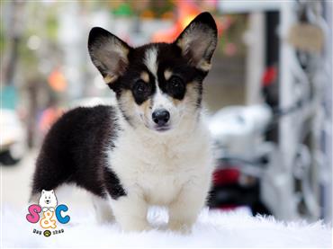 Bán Chó Pembroke Corgi thuần Chủng Số 31 - HCM - Toàn Quốc