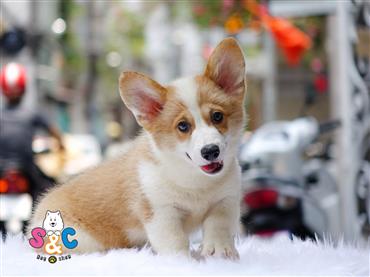 Bán Chó Pembroke Corgi thuần Chủng Số 33 - HCM - Toàn Quốc