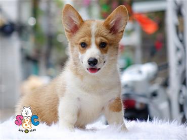 Bán Chó Pembroke Corgi thuần Chủng Số 35 - HCM - Toàn Quốc
