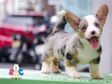 Bán Chó Cardigan Corgi thuần Chủng Số 36 - HCM - Toàn Quốc