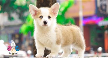 Bán Chó Pembroke Corgi thuần Chủng Số 4 - HCM - Toàn Quốc