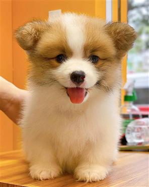 Bán Chó Pembroke Corgi thuần Chủng Số 43 - HCM - Toàn Quốc