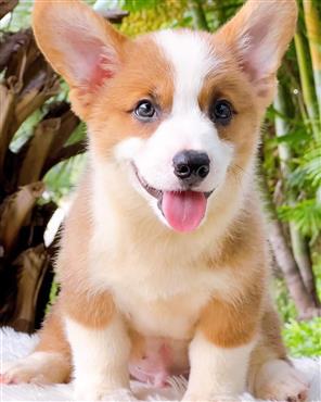Bán Chó Pembroke Corgi thuần Chủng Số 45 - HCM - Toàn Quốc