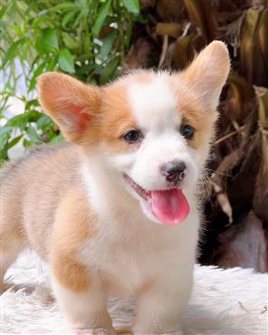 Bán Chó Pembroke Corgi thuần Chủng Số 46 - HCM - Toàn Quốc