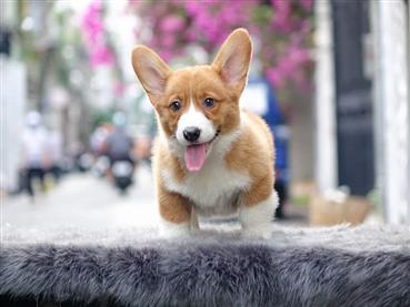 Bán Chó Pembroke Corgi thuần Chủng Số 47 - HCM - Toàn Quốc
