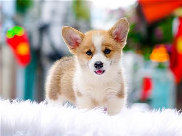 Bán Chó Pembroke Corgi thuần Chủng Số 48 - HCM - Toàn Quốc