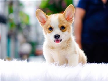 Bán Chó Pembroke Corgi thuần Chủng Số 49 - HCM - Toàn Quốc