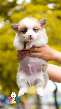 Bán Chó Pembroke Corgi thuần Chủng Số 5 - HCM - Toàn Quốc