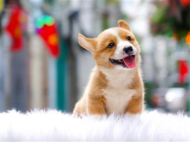Bán Chó Pembroke Corgi thuần Chủng Số 50 - HCM - Toàn Quốc