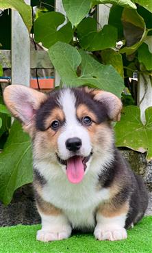 Bán Chó Pembroke Corgi thuần Chủng Số 51 - HCM - Toàn Quốc
