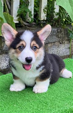 Bán Chó Pembroke Corgi thuần Chủng Số 52 - HCM - Toàn Quốc