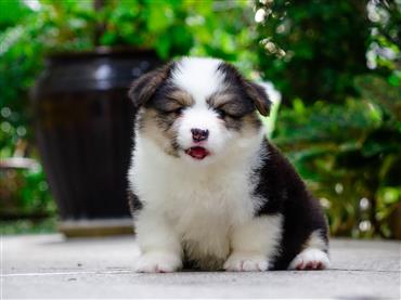Bán Chó Pembroke Corgi thuần Chủng Số 53 - HCM - Toàn Quốc