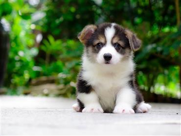 Bán Chó Pembroke Corgi thuần Chủng Số 54 - HCM - Toàn Quốc